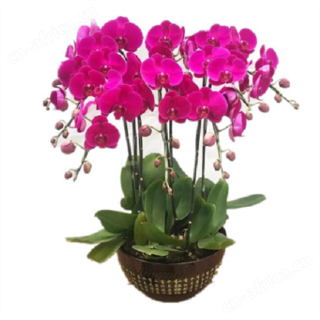 蝴蝶兰盆栽苗 花苗