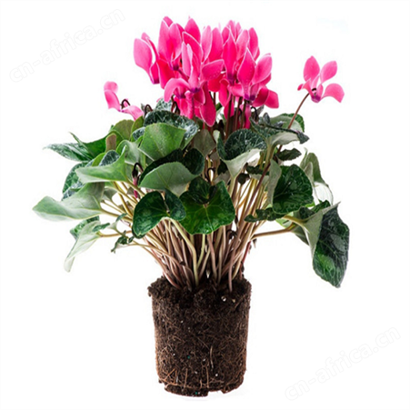 仙客来盆栽批发室内观花植