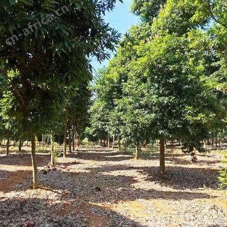 雄风园林金丝楠木小苗批发基地 大量供应小叶桢楠 大量出售金丝楠木杯苗基地