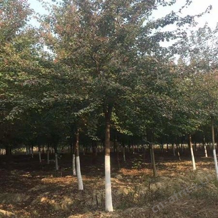 雄风园林 基地三角枫 园林三角枫 三角枫绿化树苗
