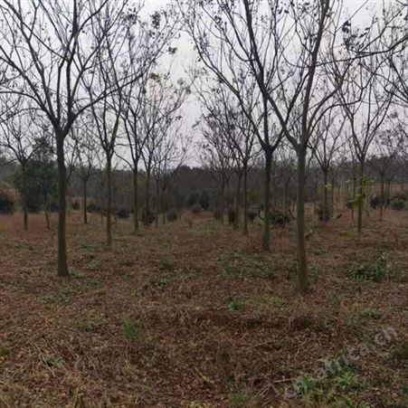 雄风园林 15公分精品栾树  栾树小苗 苗圃价格