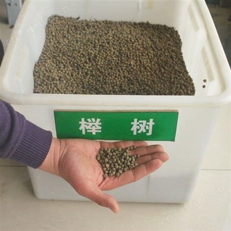 批发 榉树种子 光叶榉 颗粒饱满 提供播种技术 芽率高 仟花轩