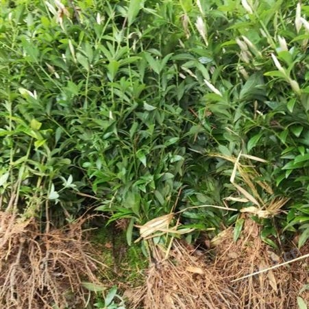 雄风园林 桢楠苗木批发价格 金丝楠木杯苗价格 小叶桢楠基地