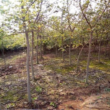雄风园林北方绿化植物 精品直销三角枫 苗圃批发直销三角枫