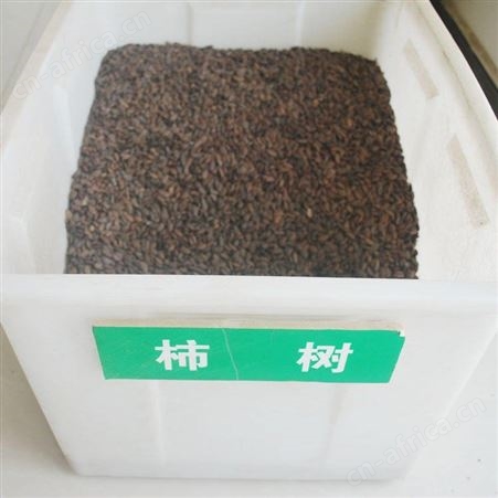 批发 柿子种 柿树种子 当年新采 芽率好 仟花轩