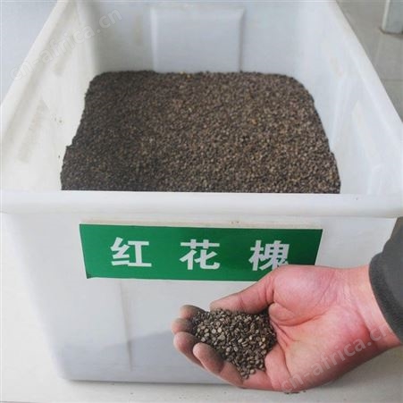 红花槐种子 黄花槐树种子 颗粒饱满 新采树种子 仟花轩