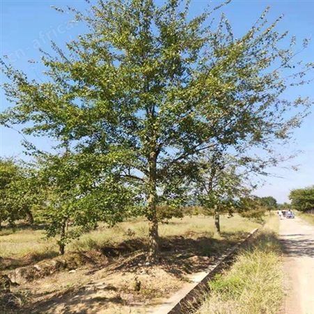 雄风园林北方绿化植物 精品直销三角枫 苗圃批发直销三角枫