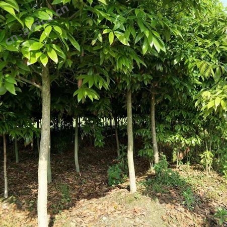 雄风园林金丝楠木小苗批发基地 大量供应小叶桢楠 大量出售金丝楠木杯苗基地