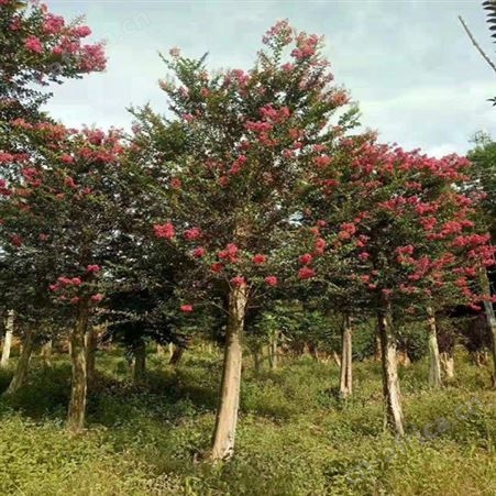 雄风园林精品大紫薇 紫薇小苗 乔木批发基地 紫薇苗基地