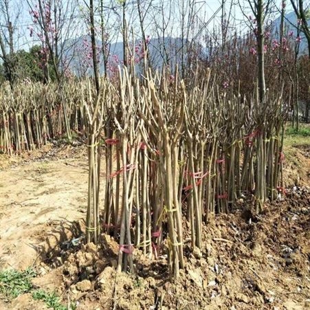 雄风园林绿化苗木紫薇树基地 紫薇小苗 乔木批发基地 紫叶紫薇基地