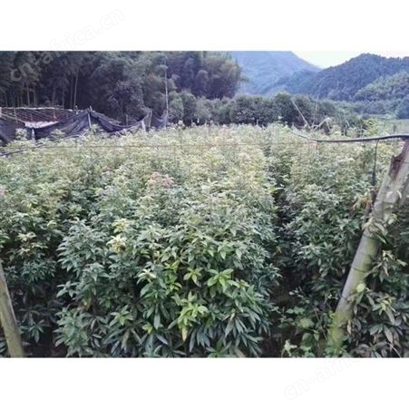雄风园林 桢楠苗木批发价格 金丝楠木杯苗价格 小叶桢楠基地