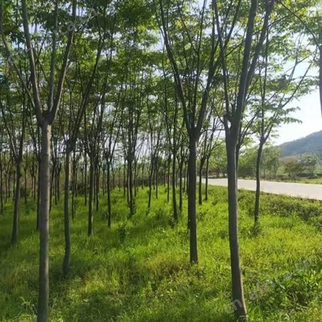 雄风园林 15公分精品栾树  栾树小苗 苗圃价格