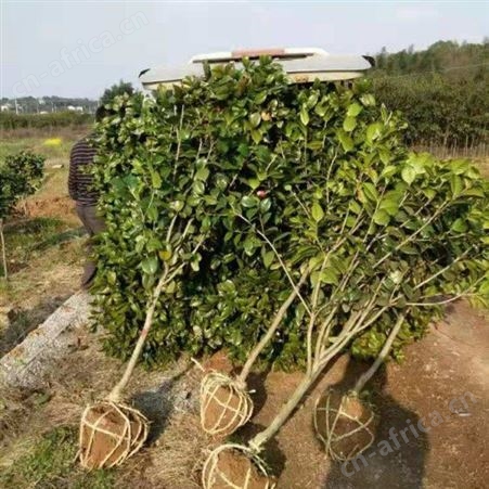 雄风园林茶花树苗价格 树形优美花期长 茶花的养殖基地