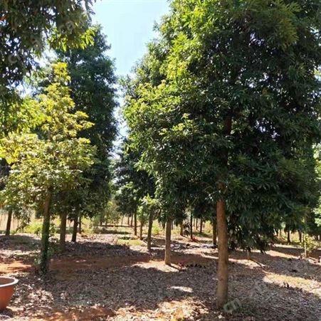 雄风园林金丝楠木小苗批发基地 大量供应小叶桢楠 大量出售金丝楠木杯苗基地
