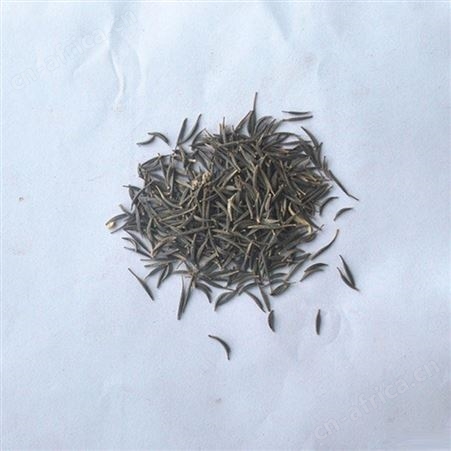 出售花卉种子 波斯菊种子 又名 格桑花 扫帚梅 颜色任选 仟花轩