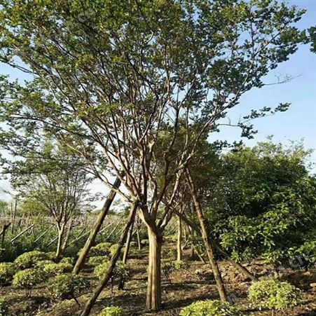 雄风园林绿化苗木紫薇树基地 紫薇小苗 乔木批发基地 紫叶紫薇基地