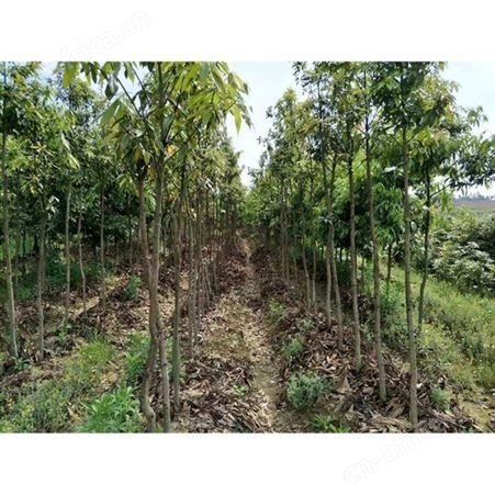 雄风园林金丝楠木小苗批发基地 大量供应小叶桢楠 大量出售金丝楠木杯苗基地