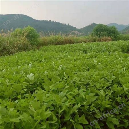 雄风园林5公分马褂木批发 一年生马褂木小苗 移栽马褂木