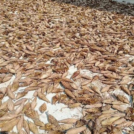 雄风园林5公分马褂木批发 一年生马褂木小苗 移栽马褂木