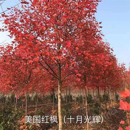 美国红枫价格十公分美国红枫苗圃批发直销彩色观叶植物