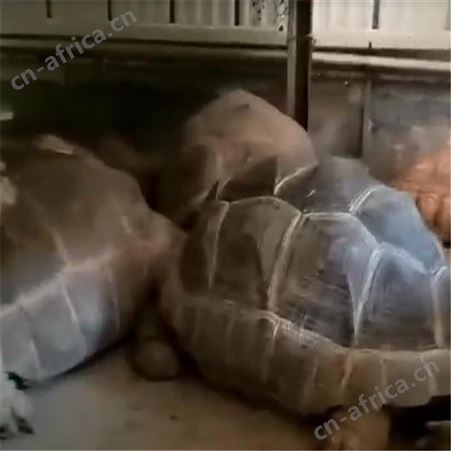 揽胜 出售观赏龟 规格齐全 易成活 观赏性强