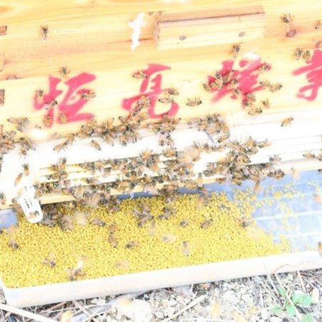 天然纯蜂花粉厂家 青海油菜花粉 出口级别 欧盟有机认证 优质原料蜂产品批发采购