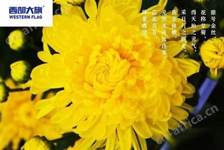花卉烘干机空气能热泵菊花烘干房节能又环保
