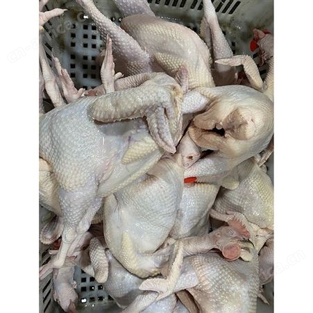 食品黑棕鹅 批发冷冻黑棕光鹅 源头工厂 鲜鹅皇