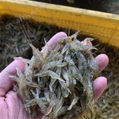 2022年1月速冻河虾/草虾/米虾 500克/袋 本月的新货 保质期可以达半年以上