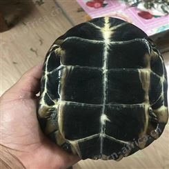 乌龟养殖基地直销 活体水龟观赏 蛋龟 将军水产