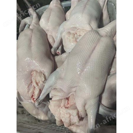 净膛鹅 烤鹅专用老鹅 自产自销 鲜鹅皇