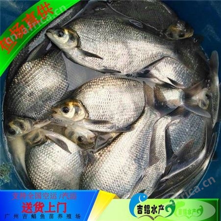 【广州鱼苗场】武昌鱼苗 鳊鱼苗 三角边鱼苗订购3-6公分