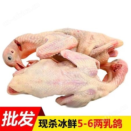 新鲜冷冻鸽子 大量现货出售