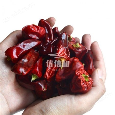 贵州地区大灯笼椒 微辣特香  优友供应链辣椒产地直销