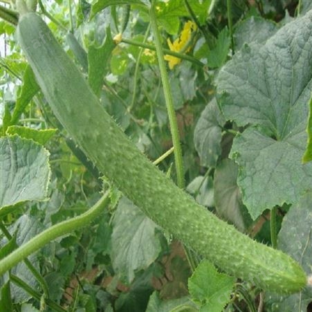 珠海香洲蔬菜配送 食材配送 新鲜无公害蔬菜配送 新鲜+省时+放心_蔬菜配送千喜鹤帮你一站式服务到家