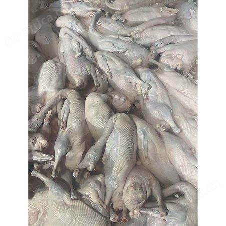 烤鹅专用老鹅 黑棕鹅价格 速冻整鹅烧鹅 食品黑棕鹅 鲜鹅皇