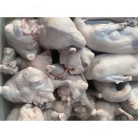 棚鹅 乌棕鹅 速冻整鹅烧鹅 多肉鹅脚翅 鲜鹅皇