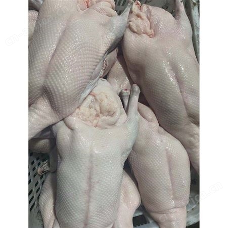 棚鹅 乌棕鹅 速冻整鹅烧鹅 多肉鹅脚翅 鲜鹅皇