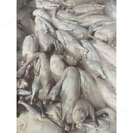 棚鹅 乌棕鹅 速冻整鹅烧鹅 多肉鹅脚翅 鲜鹅皇