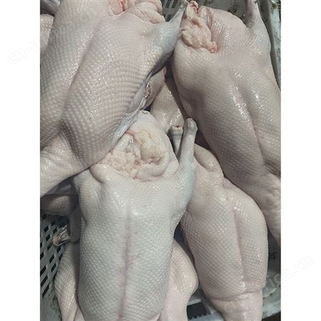 冷冻光鹅 卤鹅翅食材 基地销售 鲜鹅皇