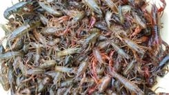 小龙虾种苗批发基地_联系铭昊水产_自有基地_库存充足四川