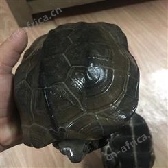 大小乌龟 金线草龟 泥龟 将军水产