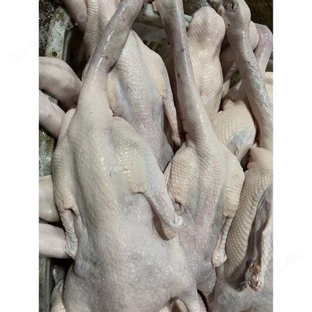 净膛鹅 乌棕鹅 冷冻光鹅 净光鹅 鲜鹅皇