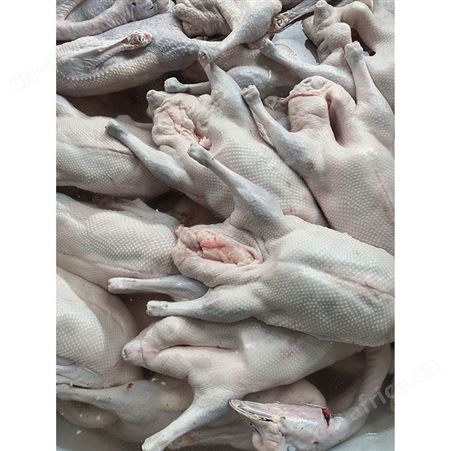 卤鹅翅食材 批发冷冻黑棕光鹅 基地直供 鲜鹅皇