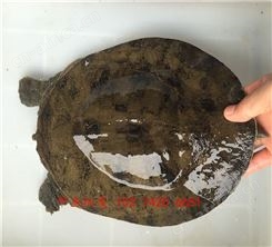 衡阳外塘甲鱼苗怎么做