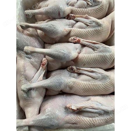 净膛鹅 新鲜黑棕鹅现 新鲜光鹅 卤鹅翅食材 鲜鹅皇