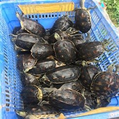 龟鳖养殖基地场 招财龟 活体乌龟 将军水产