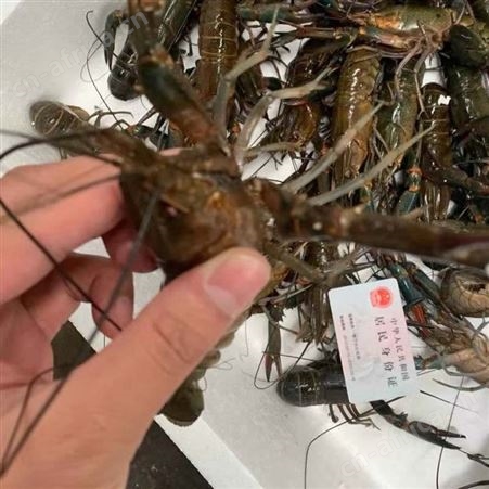 自产自销澳龙批发1两规格澳洲淡水小龙虾2021年10号40元每斤