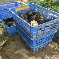 花龟苗 活体水龟观赏 龟谷鳖老 将军水产
