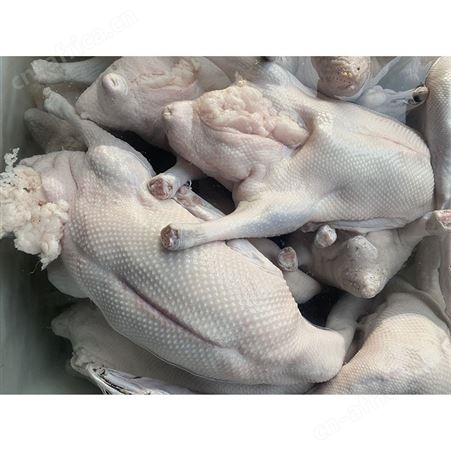正宗黑棕鹅 冰冷急冻鹅肉 速冻整鹅烧鹅 光鹅 鲜鹅皇